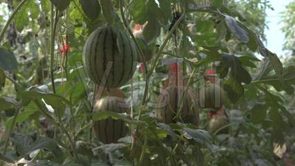 西瓜农产品种植西瓜瓜青海乐都_4608X2592_高清视频素材下载(编号:3886299)_实拍视频