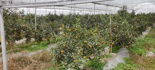 12月31日直播预告!带您走进产值近30亿元,年产量达60万吨的全州柑橘种植基地!