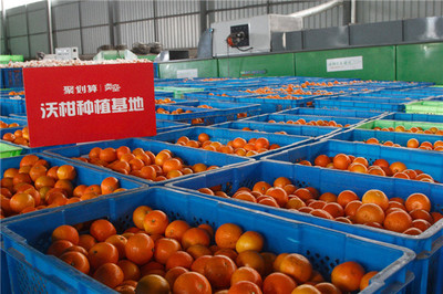 阿里巴巴启动丰收节 打造农产品销售的“双11”